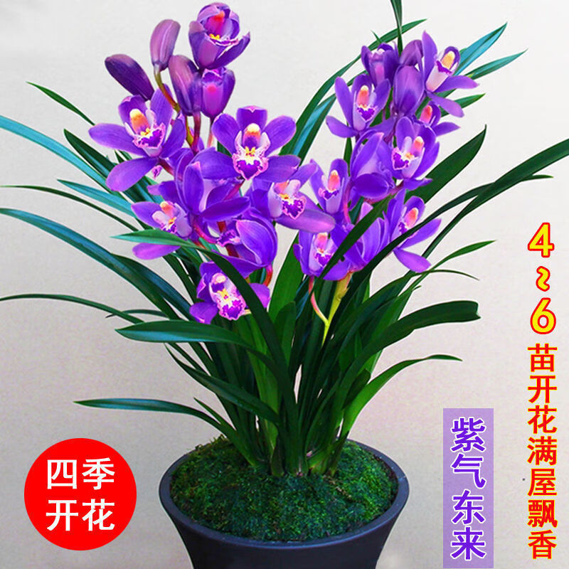 【精选】【精品国兰】浓香型兰花盆栽兰花苗花卉盆栽植物室内盆栽墨兰建兰 紫气东来A+ +肥粉1-2苗【散苗】买2单+1苗