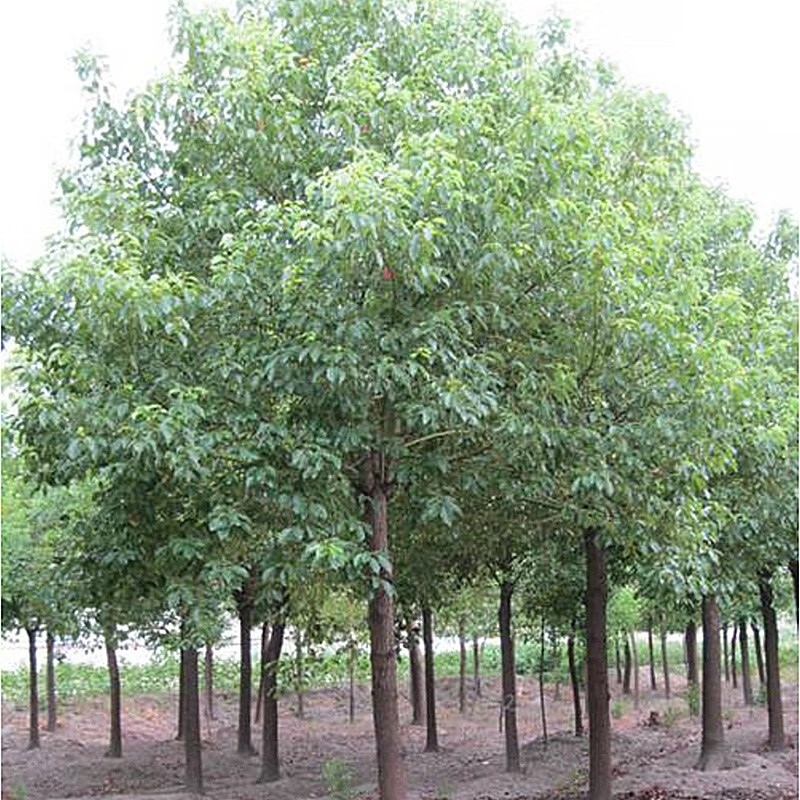 墨耘苍香樟树园林绿化苗香樟树苗庭院大小叶樟树苗四季常青不落叶