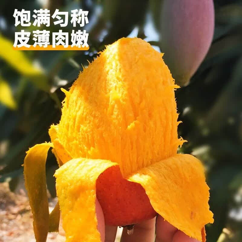 译优农正宗海南三亚贵妃芒果新鲜当季热带水果孕妇甜心芒特产礼物整箱 净重9斤中果【单果100g+】