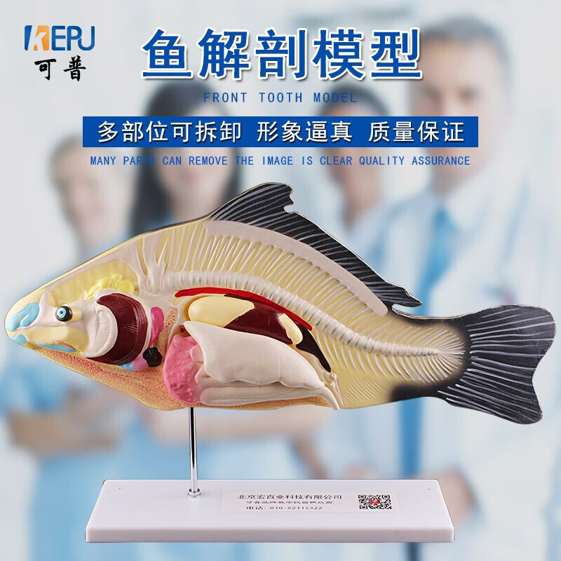 鱼解剖模型可拆卸内脏包邮初高中生物教学演示生物动物模型水产养殖