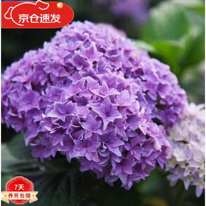花盆栽无尽夏重瓣大花老桩植物室内外庭院四季花卉绣球花苗 戴安娜 4