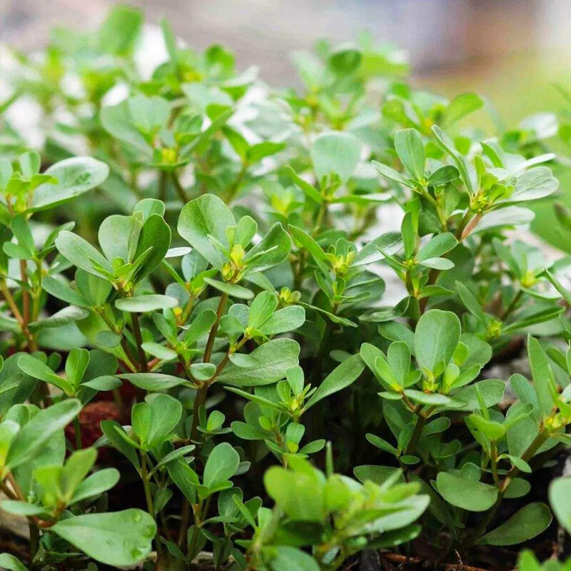 三千苗 食用马齿苋种子种籽马芷苋籽种盆栽马苋菜蔬菜孑苋菜秋季青