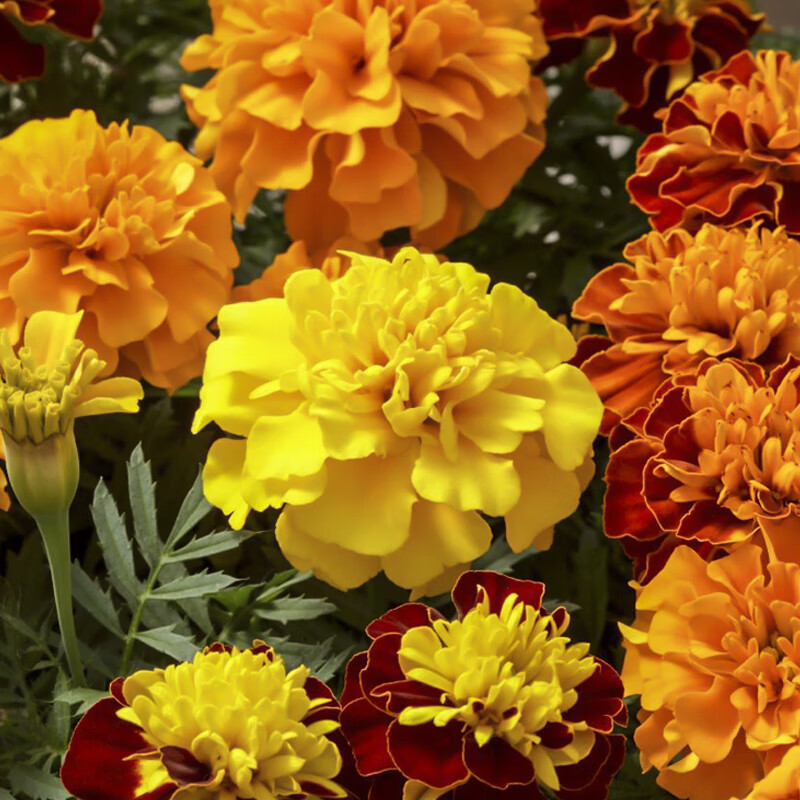 孔雀草花种子混色重瓣草花种子庭院室外景观花卉四季易种花种籽子野花