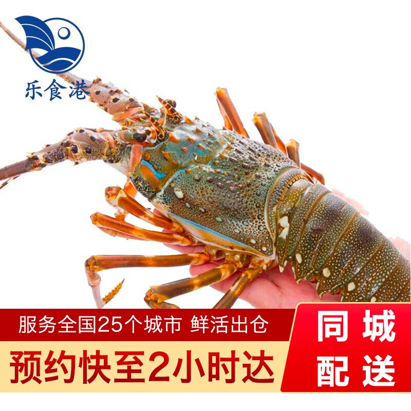 乐食港鲜活小青龙活虾青龙虾仔（6-7两/4只）海鲜水产