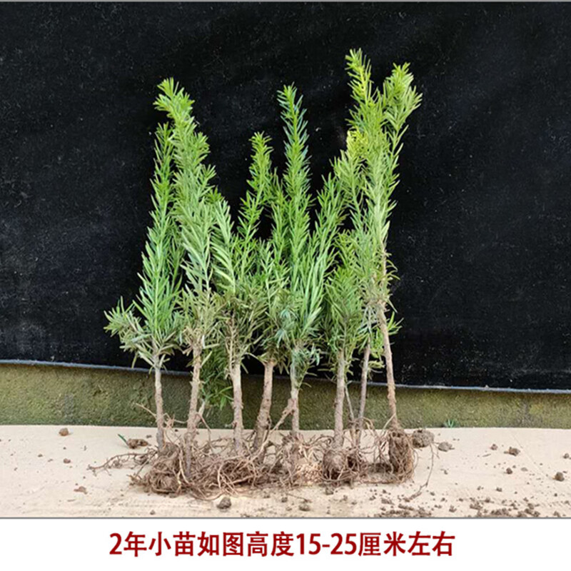 红豆杉树苗室内四季常青植物庭院盆栽曼地亚红豆杉苗 2年苗(2颗装)20