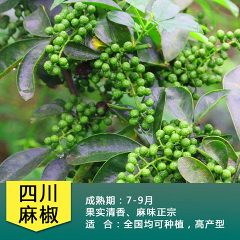 花椒树 相关京东优惠商品销量降序 价格图片品牌优惠券 虎窝购
