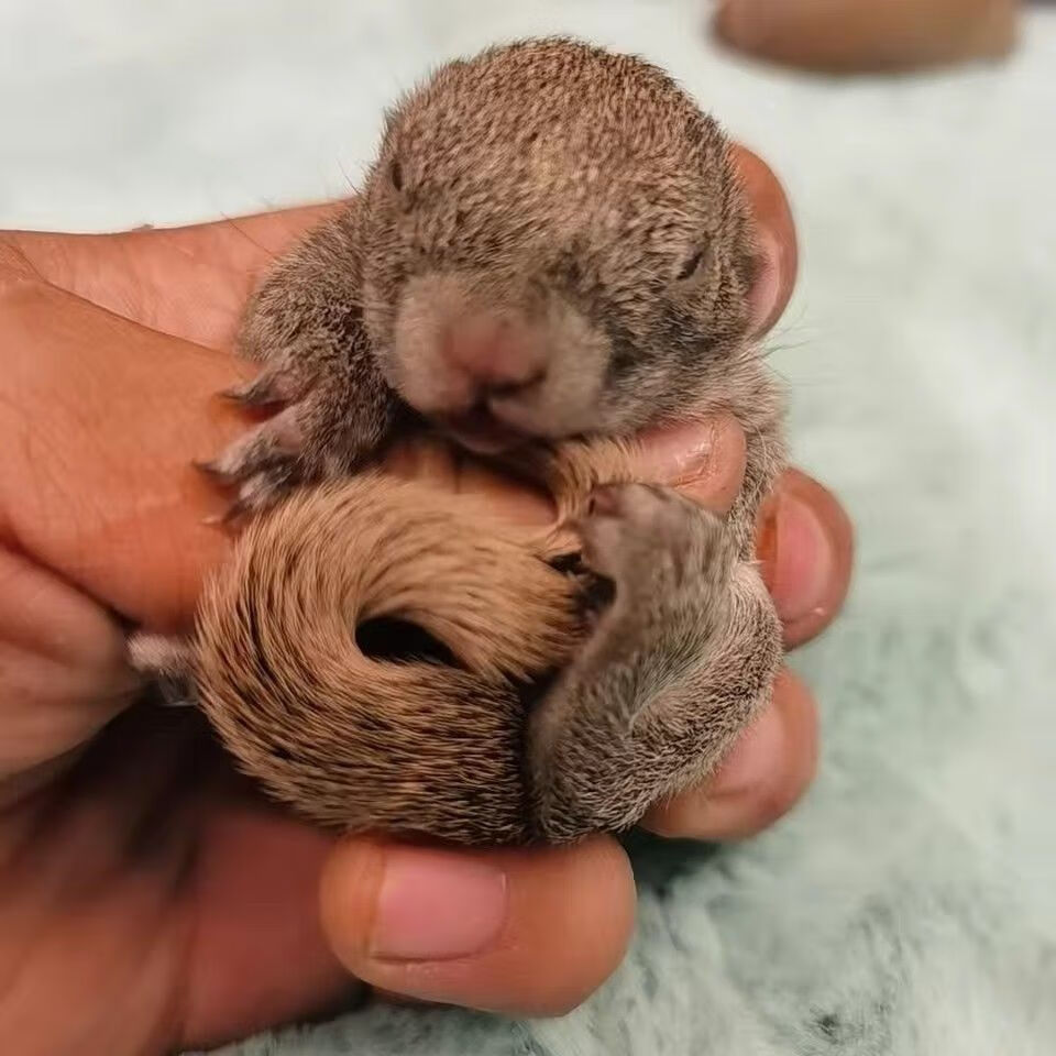 达泽侠花栗鼠宠物活体魔王松鼠奶鼠小幼崽人工养殖土豪金花白化松鼠