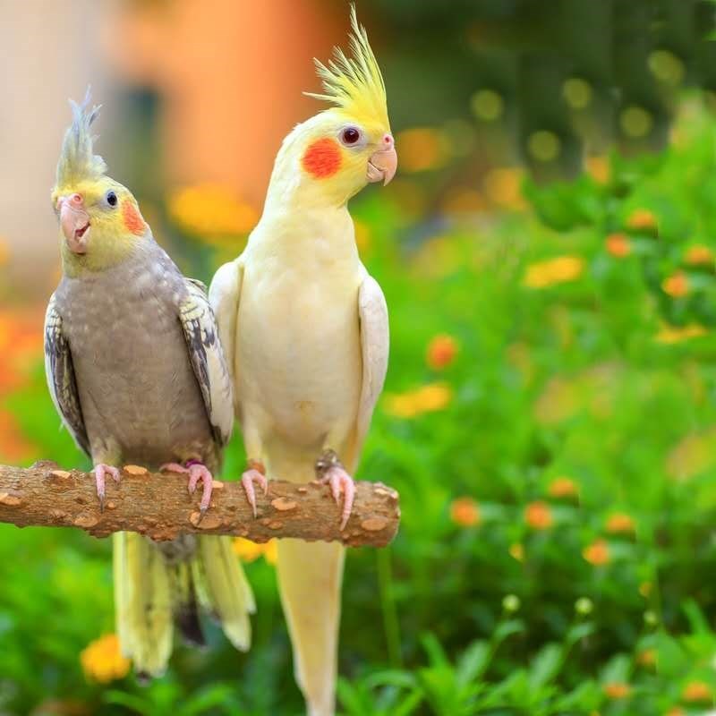 豪蚨玄凤鹦鹉活体中型黄化玄凤可繁殖牡丹黄金丝鸟灰玄凤小太阳豪蚨