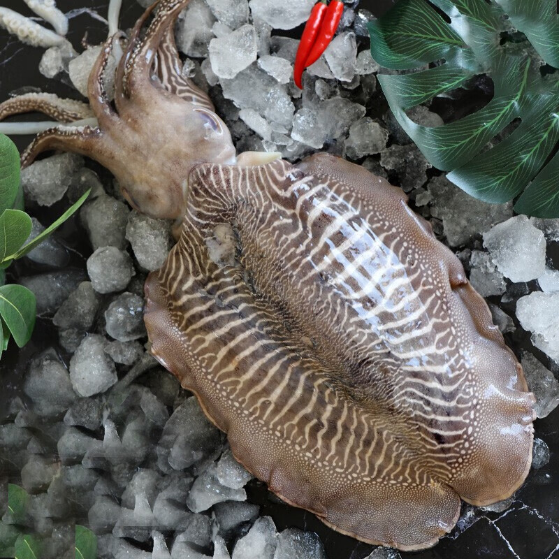 伯贤 生鲜大墨鱼  新鲜目鱼八爪鱼 海鲜水产大墨鱼 3斤左右