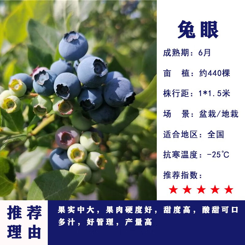 倍迈蓝莓苗黑珍珠特大蓝莓果树苗南北方庭院阳台种植蓝莓树苗原土发货