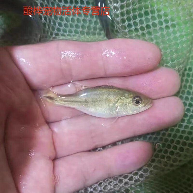 短身球体元宝巴西亚鱼皇冠三间会吃黄金巴西亚大型热带鱼 短身巴西亚8