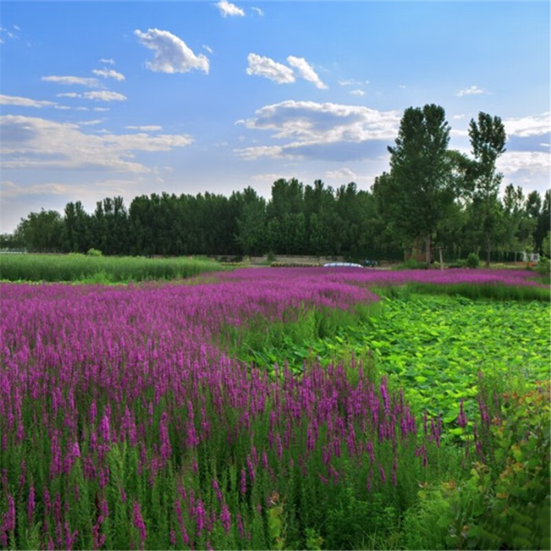 曼杉园 水上薰衣草 千屈菜种子水枝柳水柳对叶莲水景园林造景植物庭院