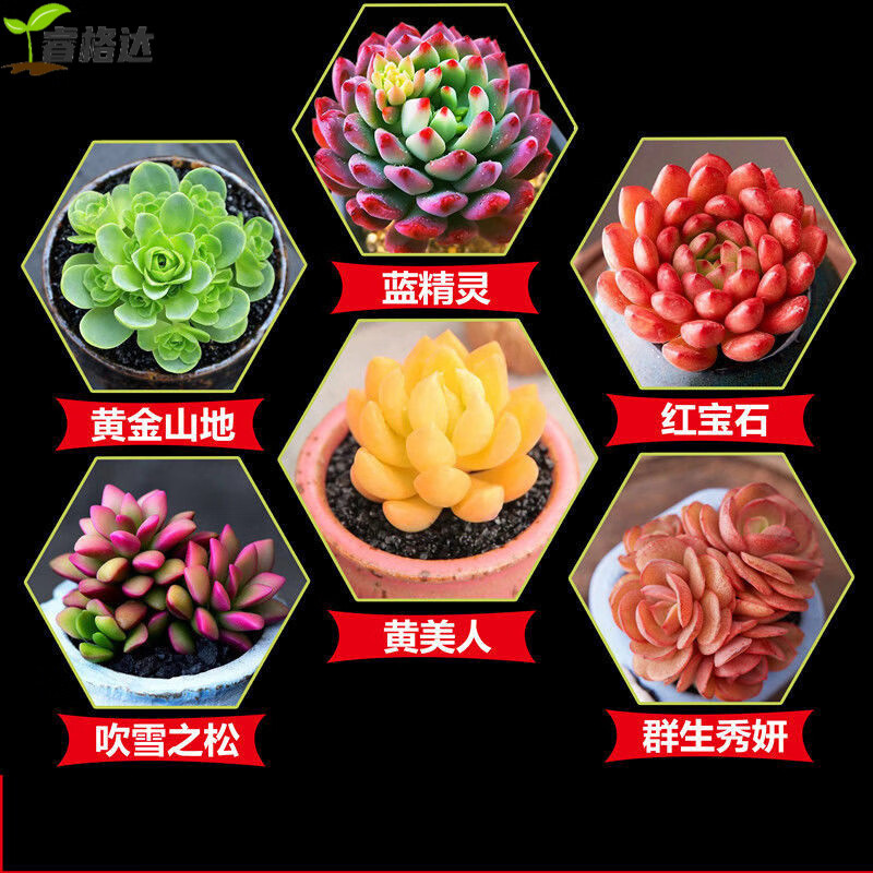 套餐植物稀有品种大全肉肉组合大颗好养精品套餐小盆栽开花多肉 小贵