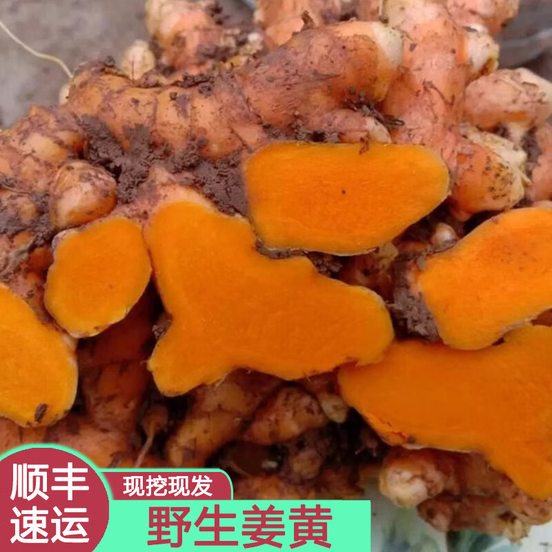 广西野生姜黄新鲜小黄姜月子姜老姜黄姜香料现挖 2斤 顺丰