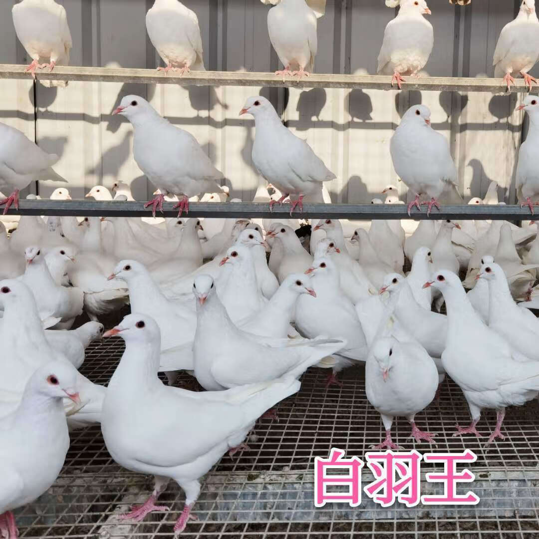白羽王幼鸽一对 【30天龄】