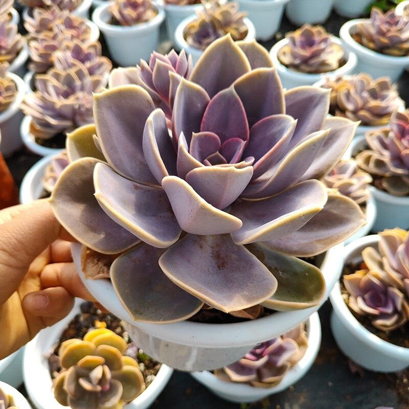 彩虹紫珍珠云南多肉植物室外室内装饰景观盆栽花卉 紫珍珠单头老桩 原