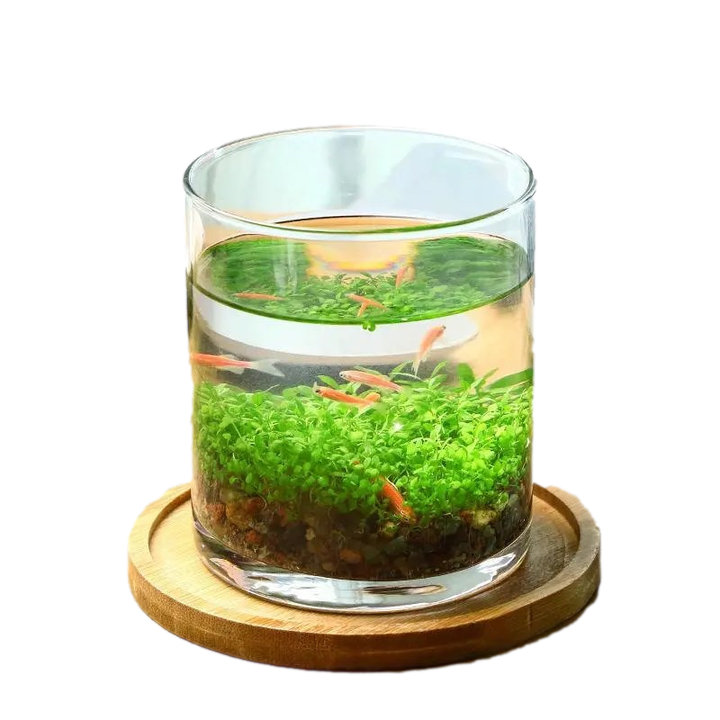 京云梦 微观生态瓶创意鱼缸水培植物鱼缸水草种子籽客厅摆件懒人微景观DIY生态鱼缸玻璃/小方瓶种植套装