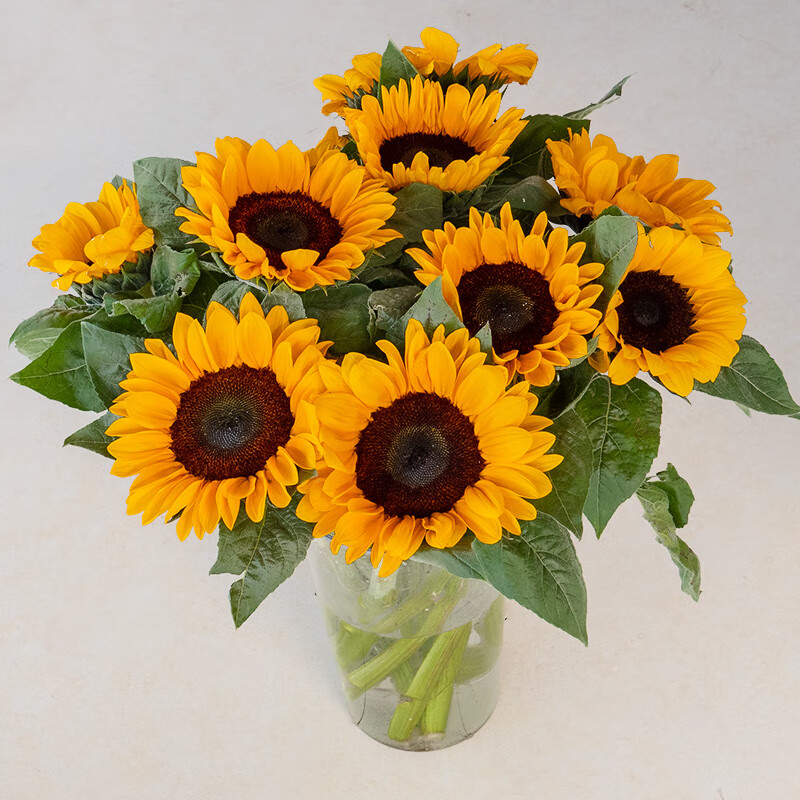 钟爱钟爱向日葵5枝 向日葵买5支送5支