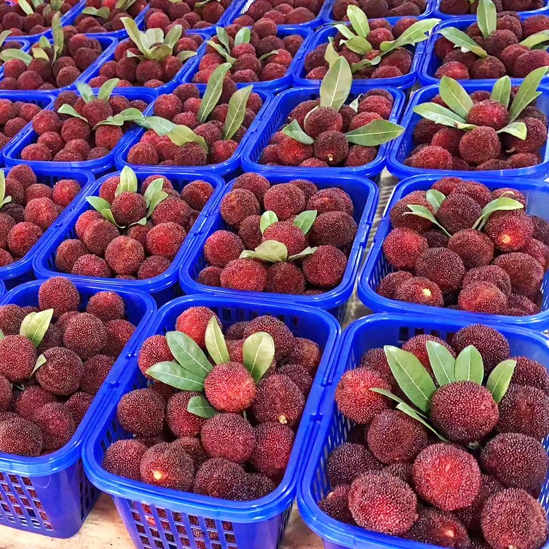 杨梅新鲜现摘现发整箱3斤浙江台州仙居东槐大杨梅水果非慈溪余姚生鲜