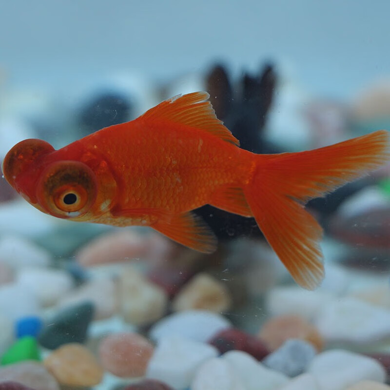 麦叮卡 观赏鱼 金鱼活体 鱼活体 冷水鱼 淡水鱼 兰寿小金鱼 红龙睛7