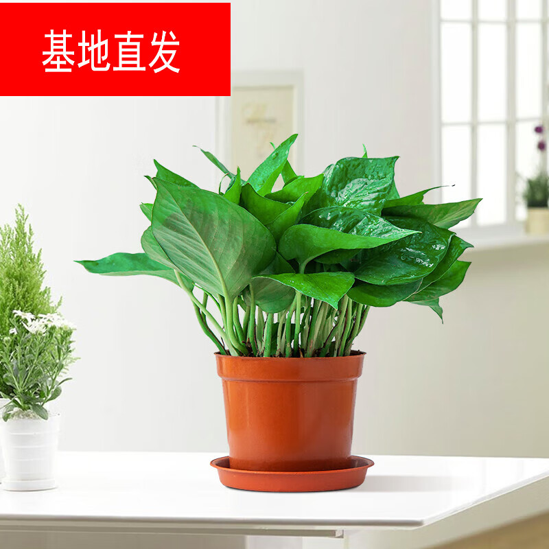 樱霞绿萝盆栽除甲醛室内外阳台花卉盆栽新房装修6盆装 110#原盆绿萝1