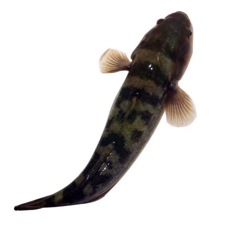 lism涂鳗鲟虎鱼虎鱼海鲜活速冻冰鲜海鱼皇帝鱼蝤蠓虎乌鱼1斤2-4条 1斤