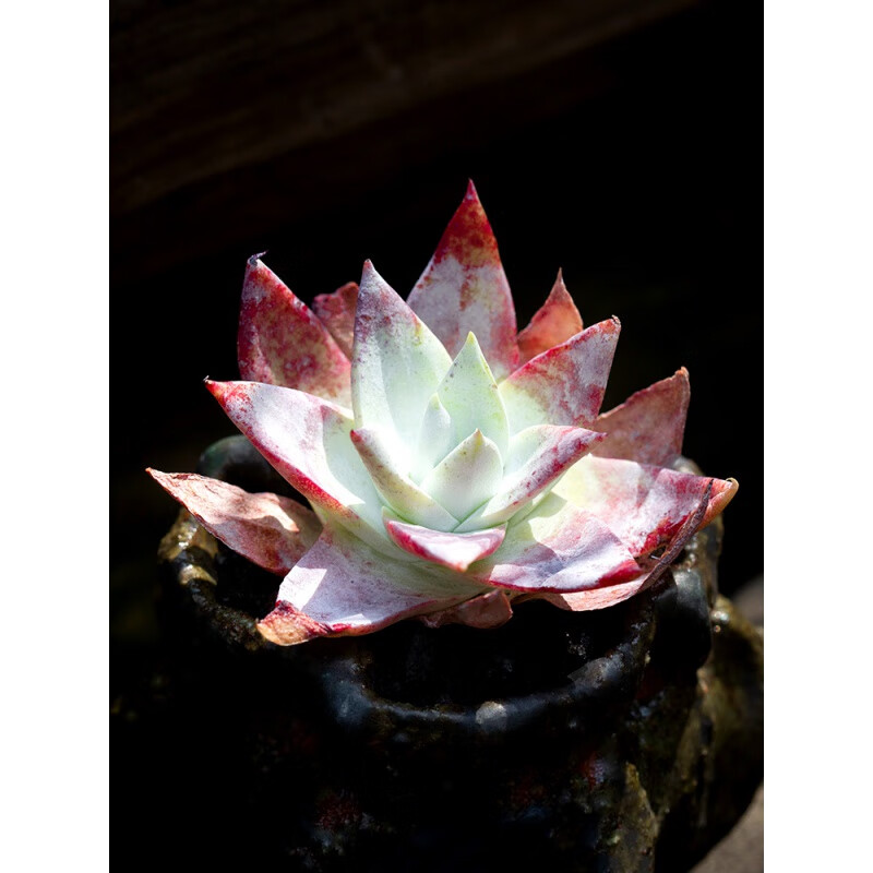 雪山仙女杯老桩多肉植物办公室内阳台四季盆栽绿植云南多肉 单头 4