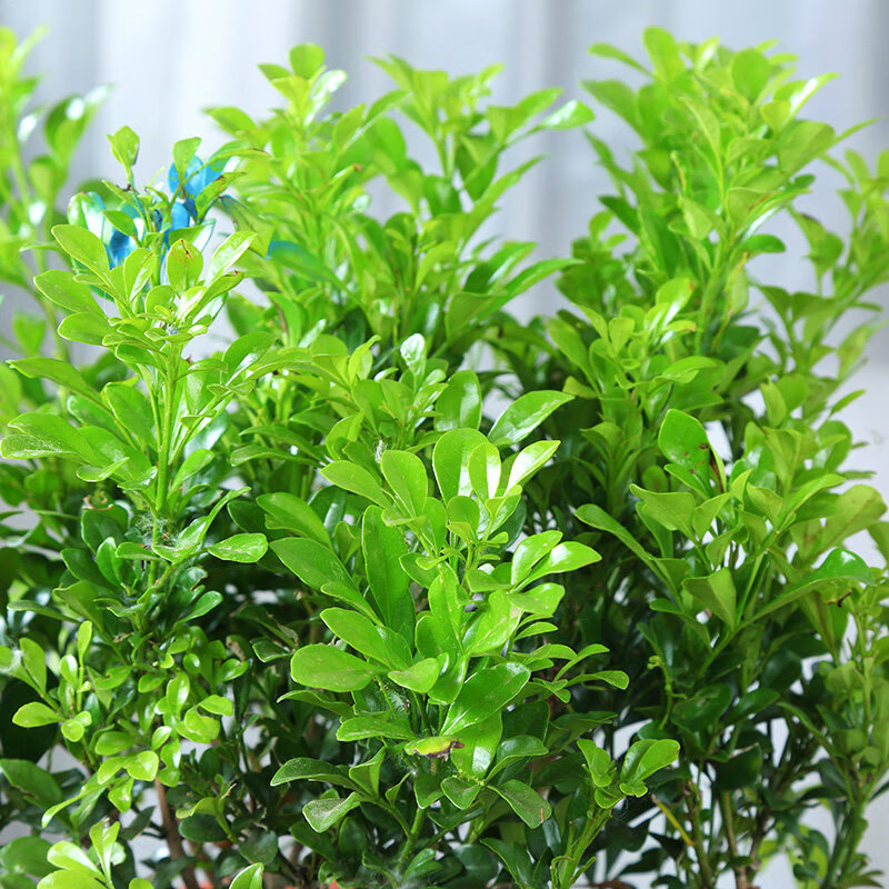 农民老史香水米兰盆栽客厅苗浓香型花卉植物室内 香水米兰5年苗树形好