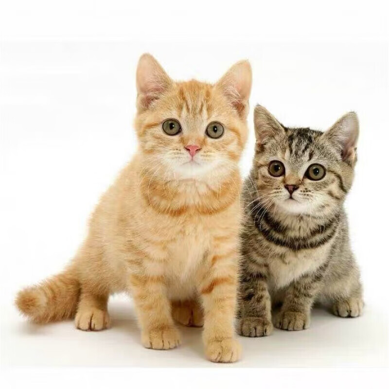 纯种橘猫中华田园猫猫咪活体幼崽猫咪活物虎斑猫宠物猫小橘猫(全价