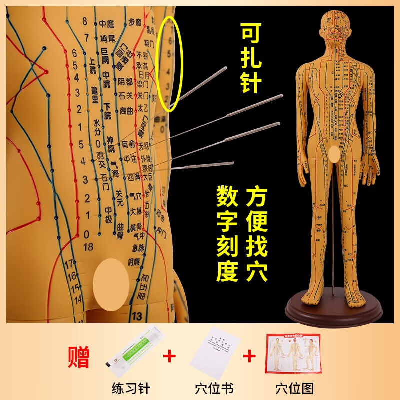 62CM人体针灸模型经络穴位中医全身十二铜人模特图小人扎针练习小皮人 硅胶扎针练习 白色 人体模型 62CM铜色男款扎针-软胶-高清大字体