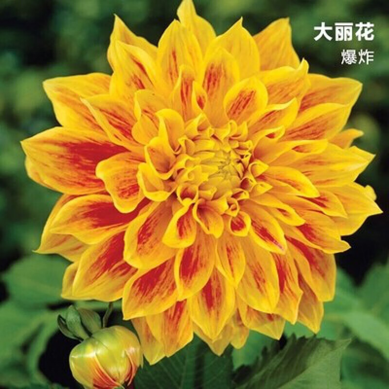 红苕花大丽花球根种球特大地瓜花巨型花种根庭院四季花卉盆栽种籽