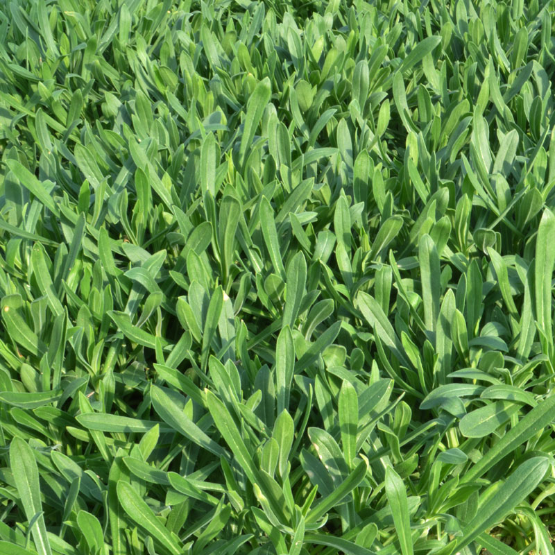 囧仙子面条菜新鲜3斤山东面条菜野菜蒸菜羊蹄颗新鲜蔬菜农家叶菜现摘