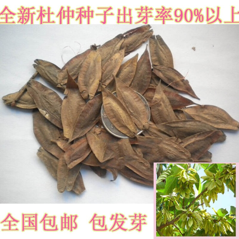清晨露水 新采一级杜仲种子 丝棉皮 棉树皮 胶树 中药材树种子 一级
