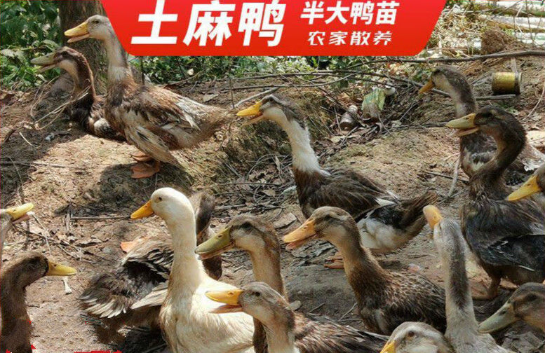 鹃巴麻鸭苗百日红园林青头鸭苗鸭苗青年鸭室内耐寒下蛋鸭母鸭 一斤