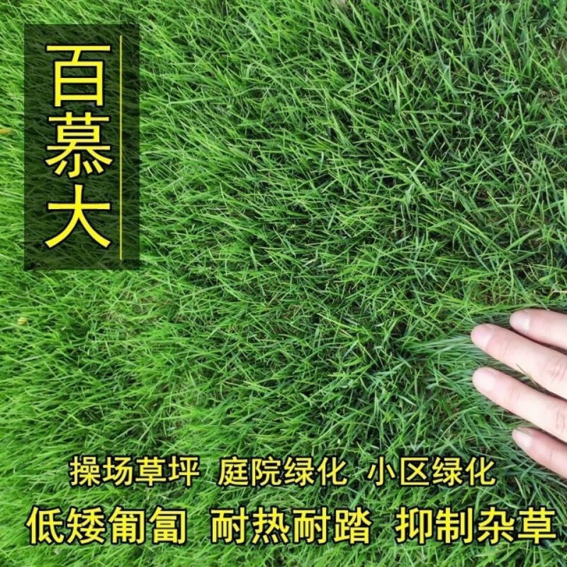 四季青草籽 耐热耐旱耐践踏免修剪草坪草籽 矮生百慕大净子500粒