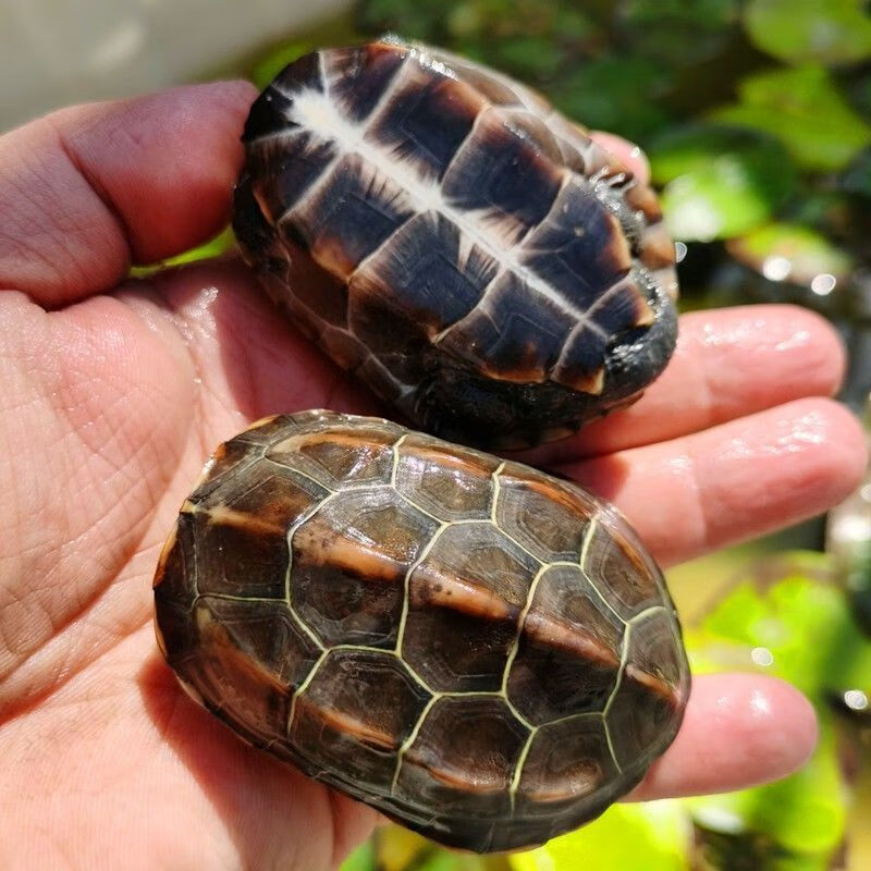 草龟小乌龟长寿龟中华草龟墨龟长寿深水 1只单身龟-1-3厘米 难养易死