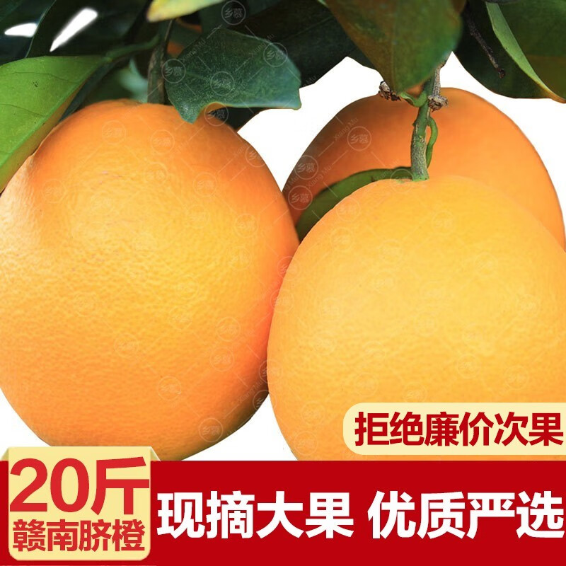现摘橙子 江西赣南脐橙大果 生鲜水果 赣州甜橙 毛重20斤优质大果