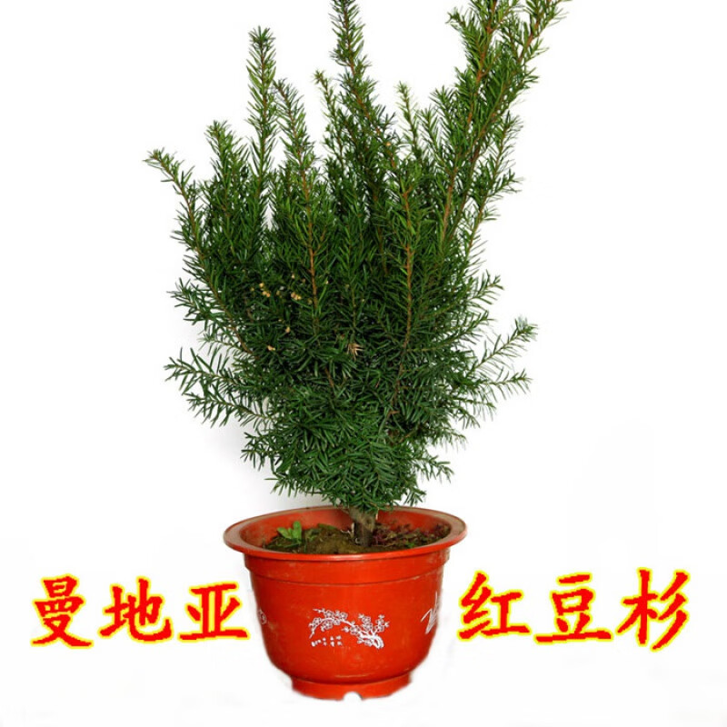 畷园 红豆杉盆景果期可挂果发货 耐寒东北曼地亚红豆杉树苗曼地亚盆栽
