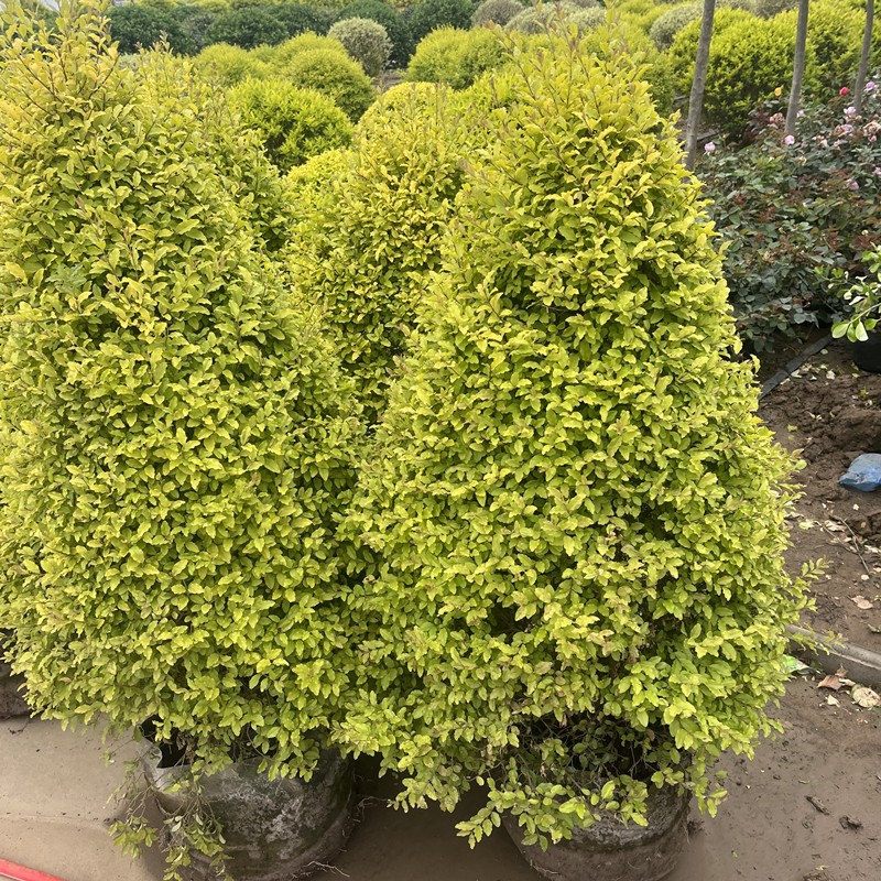 2m塔型亮金女贞 不含盆