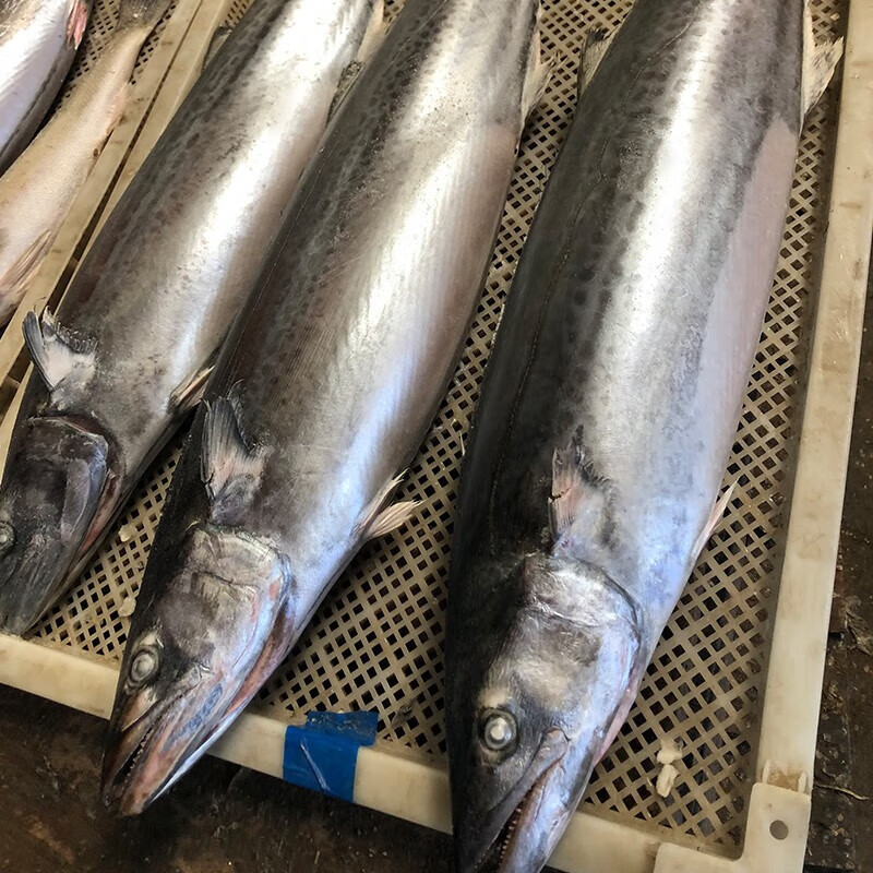 流连湾青岛大鲅鱼整条 5斤-20斤 深海马鲛鱼 新鲜冷冻燕鲅鱼 生鲜