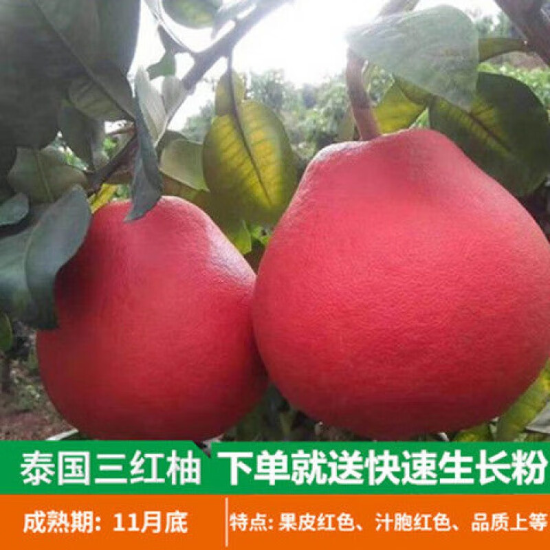 虞润 嫁接柚子树苗红心蜜柚三红蜜柚南北方种植盆栽地栽果树当年结果