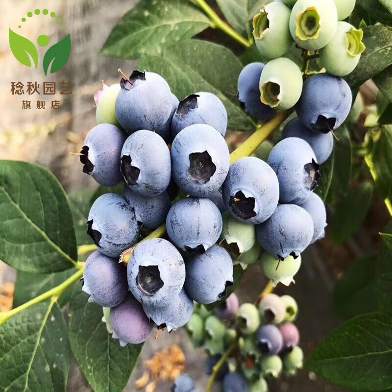 稔秋蓝莓苗当年结果蓝莓树阳台盆栽地栽南北方种植带原土发货 南大
