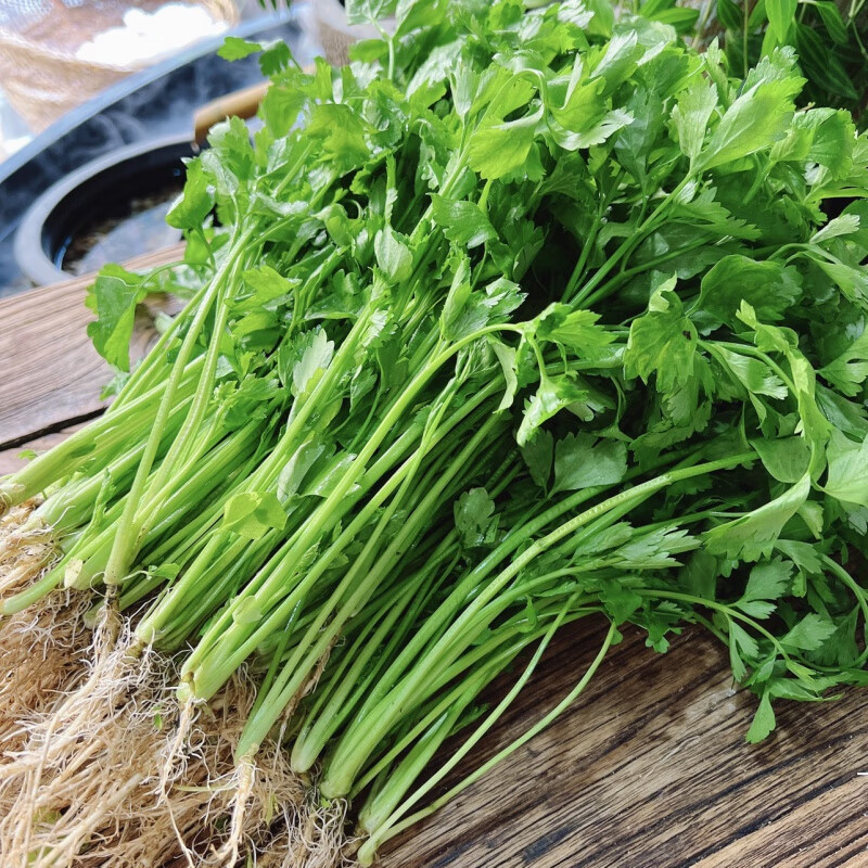 教蔬鲜生土芹菜 香菜 老品种细芹菜  农家露天自种新鲜时令蔬菜 3斤 3