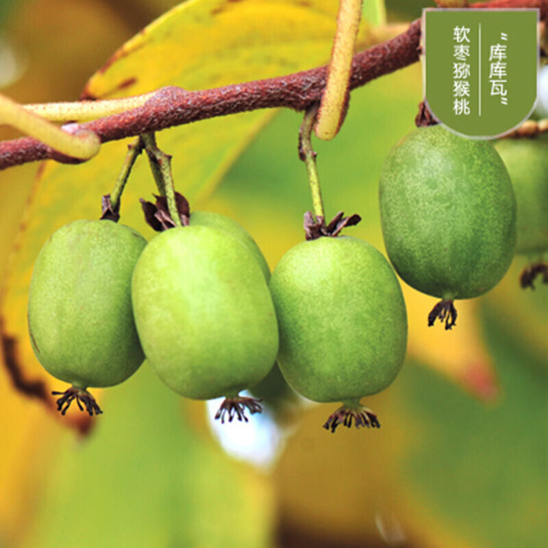 欧悟 软枣猕猴桃树苗 庭院阳台四季种植地栽盆栽果树苗南方北方种植