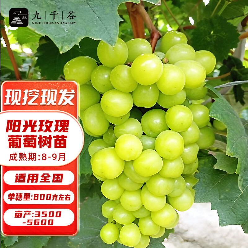 九千谷葡萄苗阳光玫瑰 南北方庭院地栽种植葡萄树苗爬藤 10年苗9509高性价比高么？