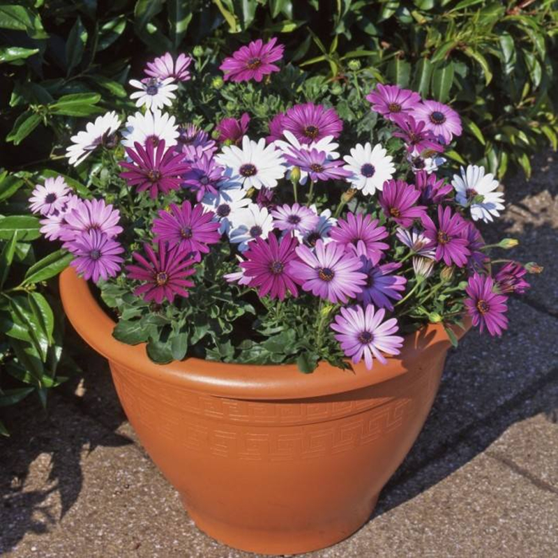 菊花种子多年生耐寒花卉南非万寿菊种子盆栽太阳花种子四季种易活野花