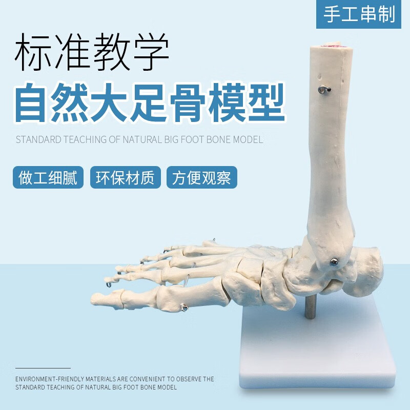 脚掌骨骼模型 足骨模型 成人脚掌关节功能模型 人体脚关节附韧带模型 足骨解剖模型 人体脚关节