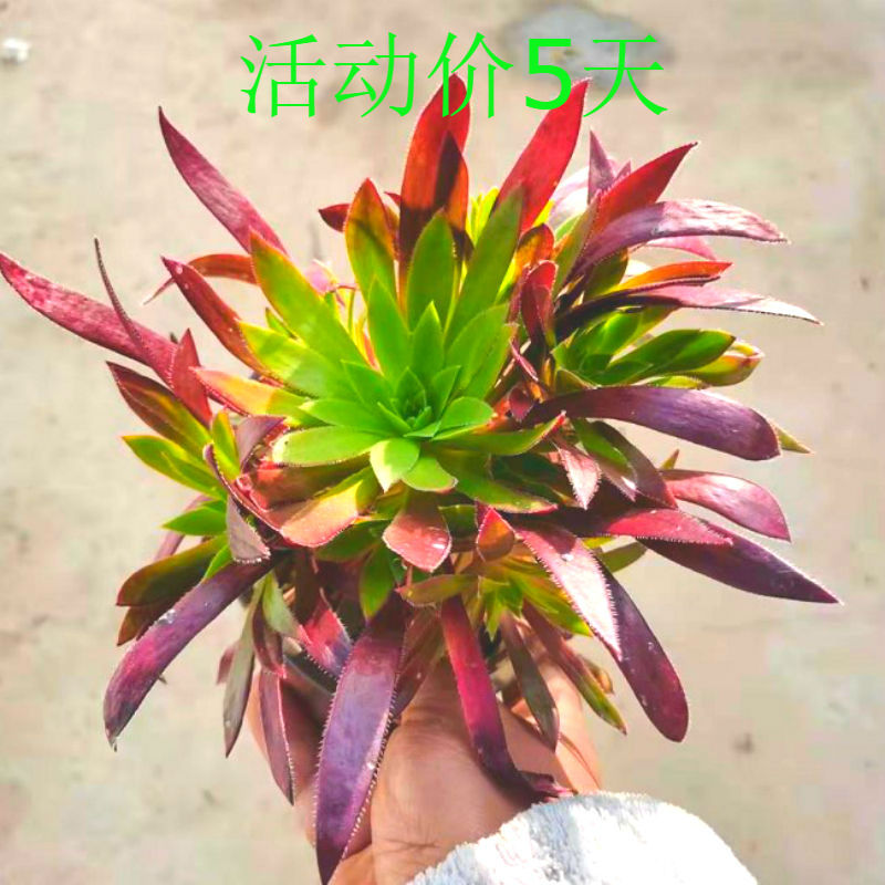 七抒多肉植物法师大缀化大颗老桩 翡翠冰单头5到7厘米 裸根不带土