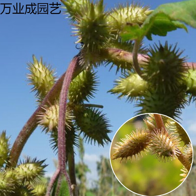 谏仰成熟带刺毛苍籽耳种子新货苍籽耳子中药材 怀旧棉草狼种子小时候 苍耳种子250克