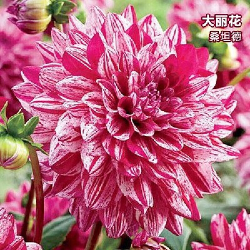 红苕花大丽花球根种球特大地瓜花巨型花种根庭院四季花卉盆栽种籽